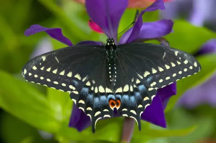 Framed Print : Black Swallowtail Butterfly, Papilio polyxenes Framed Print : Black Swallowtail Butterfly, Papilio polyxenes