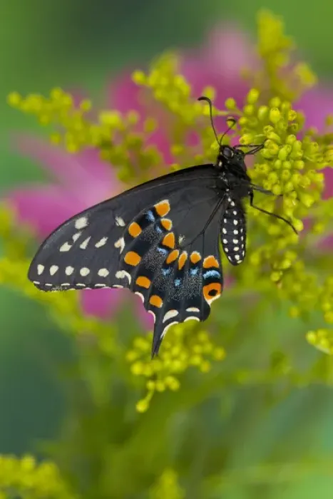 Framed Print : Black Swallowtail Butterfly, Papilio polyxenes