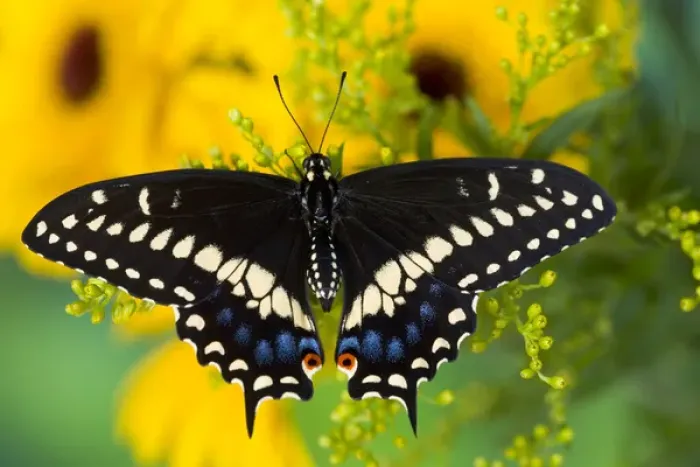 Framed Print : Black Swallowtail Butterfly, Papilio polyxenes Framed Print : Black Swallowtail Butterfly, Papilio polyxenes