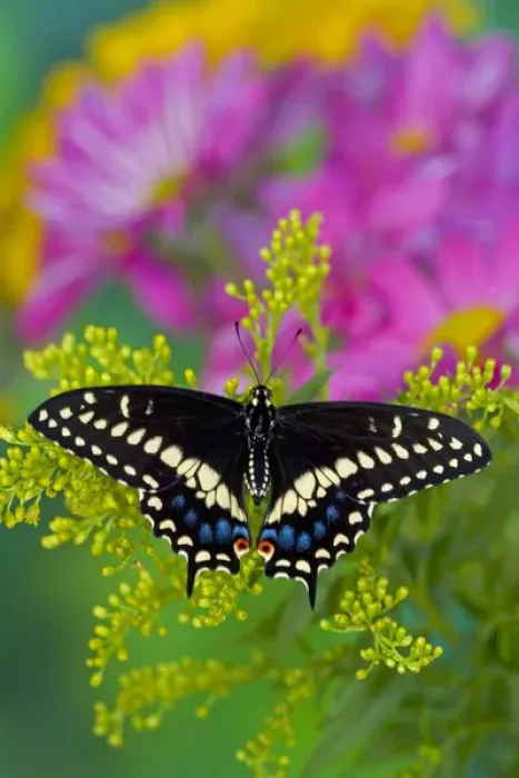 Framed Print : Black Swallowtail Butterfly, Papilio polyxenes Framed Print : Black Swallowtail Butterfly, Papilio polyxenes
