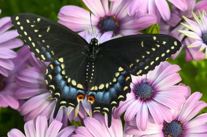 Framed Print : Black Swallowtail Butterfly, Papilio polyxenes