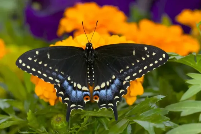 Framed Print : Black Swallowtail Butterfly, Papilio polyxenes