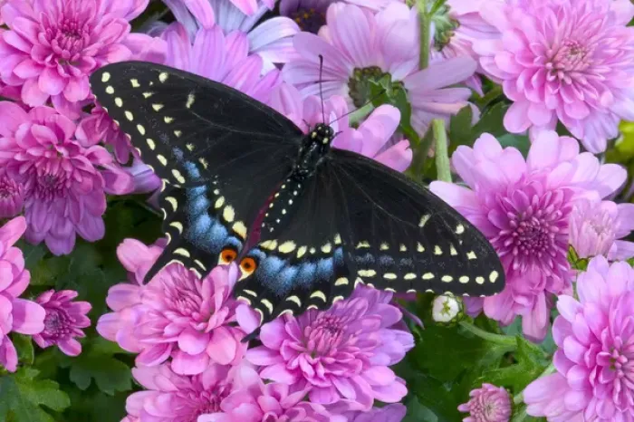 Framed Print : Black Swallowtail Butterfly, Papilio polyxenes Framed Print : Black Swallowtail Butterfly, Papilio polyxenes