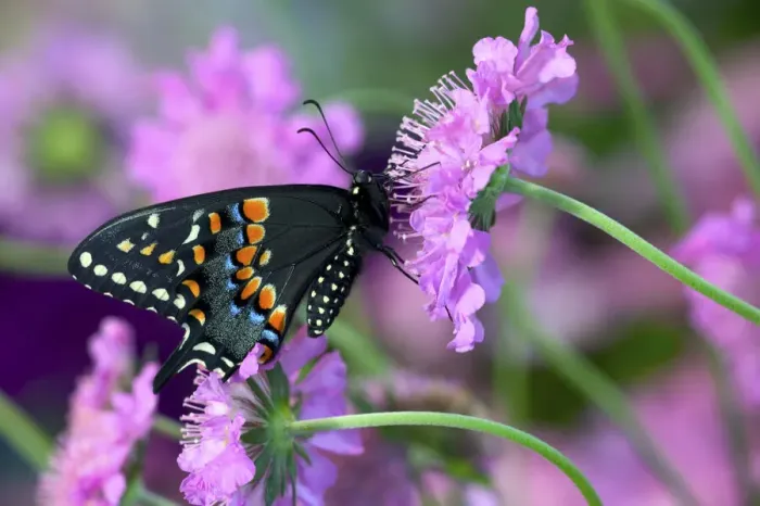 Framed Print : Black Swallowtail butterfly on Pincushion perennial flower. Sammamish, Washington State