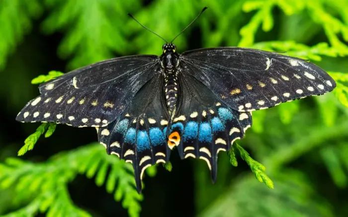Framed Print : Black swallowtail butterfly. Seattle, Washington State Framed Print : Black swallowtail butterfly. Seattle, Washington State