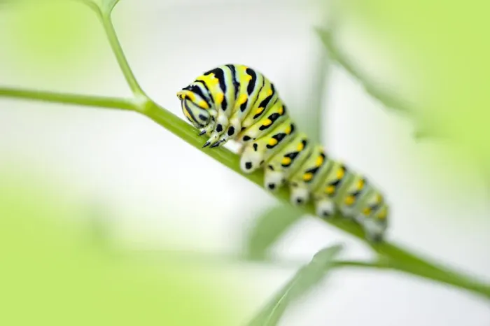 Framed Print : Black Swallowtail caterpillar, USA