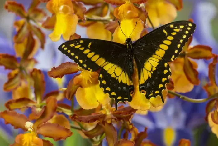 Framed Print : Black Swallowtail Male from Costa Rica, Papilio polyxenes