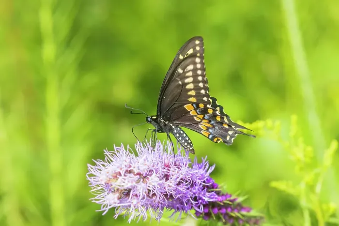 Framed Print : Black Swallowtail male on Prairie blazing star, Rock Cave Nature Preserve, Effingham County, Illinois Framed Print : Black Swallowtail male on Prairie blazing star, Rock Cave Nature Preserve, Effingham County, Illinois