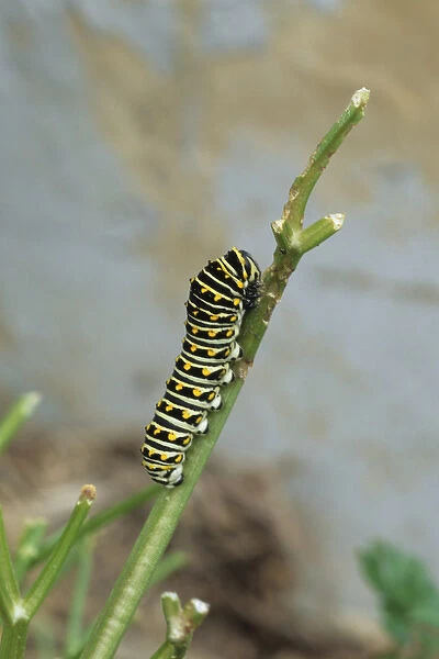 Black Swallowtail (Papilio polyxenes) larva on parsley Marion Co. IL