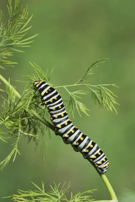 Framed Print : Black Swallowtail (Papilio polyxenes), caterpillar eating on fennel host plant (Foeniculum vulgare) Framed Print : Black Swallowtail (Papilio polyxenes), caterpillar eating on fennel host plant (Foeniculum vulgare)