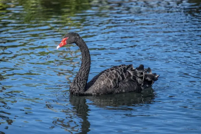 Framed Print : Black Swan Framed Print : Black Swan