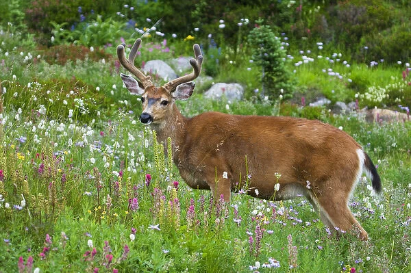 Black-tail Deer Buck