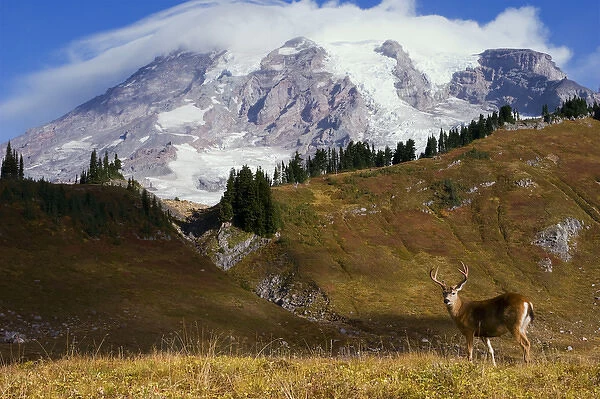 Black-tail Deer Buck; Mount Rainier