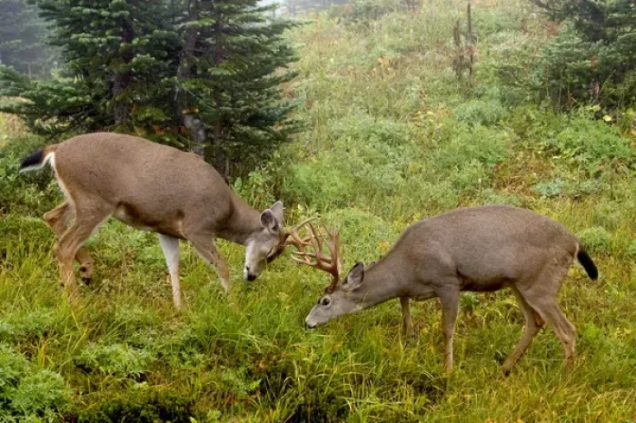 Framed Print : Black-tail Deer Bucks Sparring Framed Print : Black-tail Deer Bucks Sparring