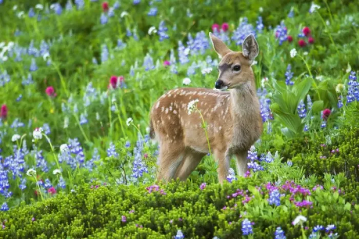 Framed Print : Black-tail Deer Fan; Cascade Wildflowers Framed Print : Black-tail Deer Fan; Cascade Wildflowers