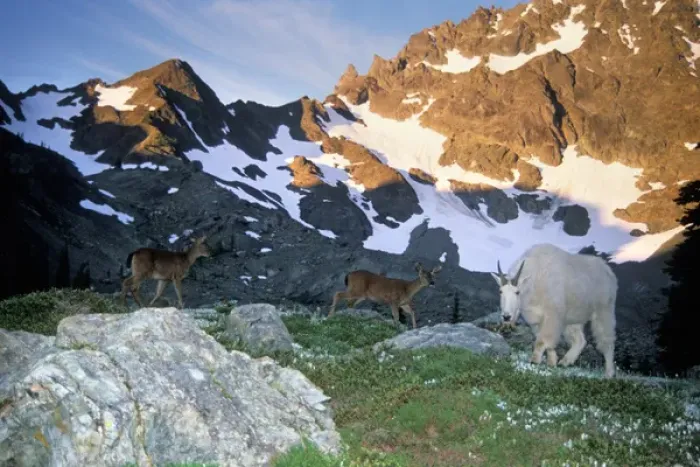 Framed Print : black tail deer, Odocoileus hemionus, and mountain goat, Oreamnos americanus, in Framed Print : black tail deer, Odocoileus hemionus, and mountain goat, Oreamnos americanus, in