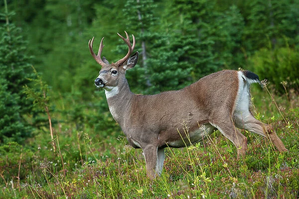 Black-tailed deer buck