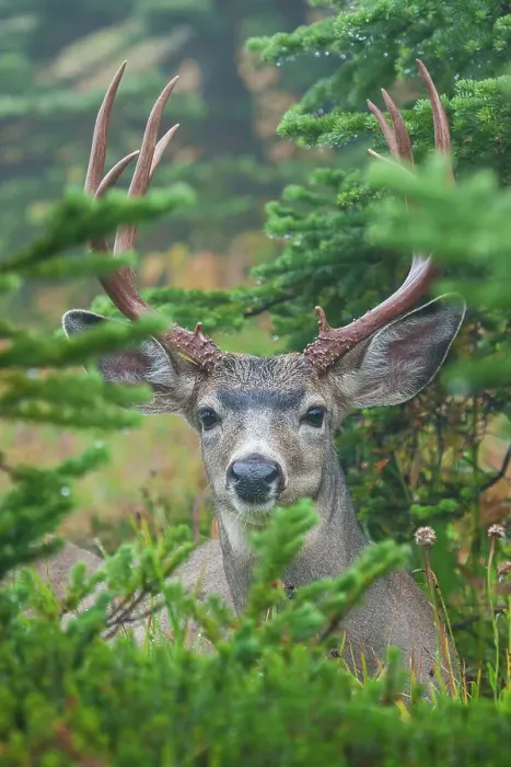 Framed Print : Black-tailed deer buck