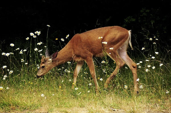Black-tailed deer in the Daisies, Crescent Lake, Olympic National Park, Washington, USA