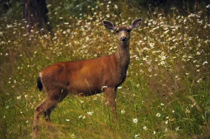 Framed Print : black-tailed deer in meadow, Doe Bay, Orcas Island, Washington, USA