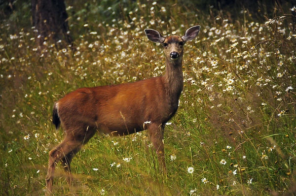 black-tailed deer in meadow, Doe Bay, Orcas Island, Washington, USA