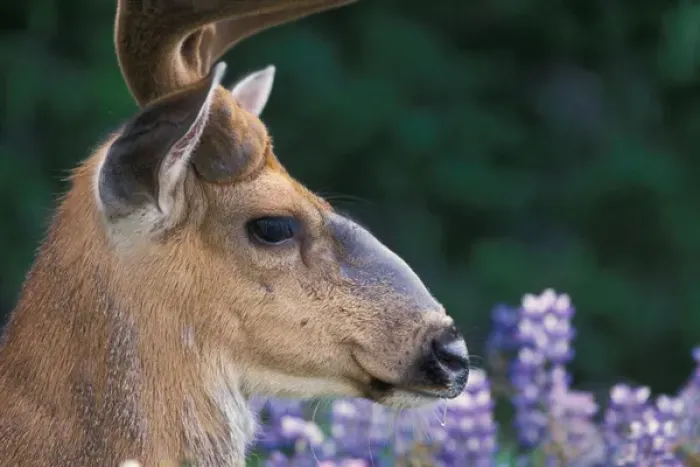 Framed Print : black-tailed deer, Odocoileus heimonus, buck resting in a field of lupine wildflowers Framed Print : black-tailed deer, Odocoileus heimonus, buck resting in a field of lupine wildflowers