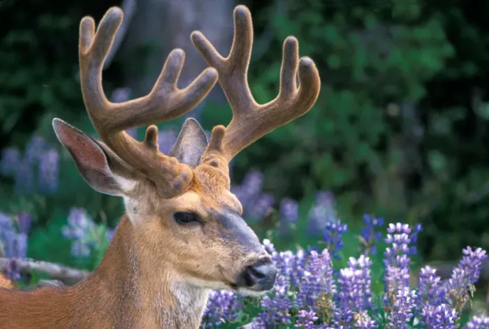 Framed Print : black-tailed deer, Odocoileus hemionus, buck resting in a subalpine meadow of silky lupine Framed Print : black-tailed deer, Odocoileus hemionus, buck resting in a subalpine meadow of silky lupine