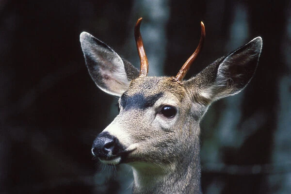 black-tailed deer, Odocoileus hemionus, profile of a young buck in Olympic National Park