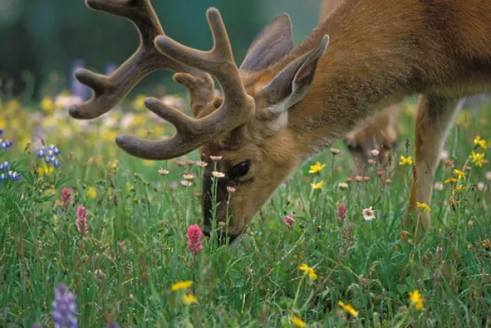 Framed Print : black-tailed deer, Odocoileus hemionus, buck grazing in a subalpine meadow of wildflowers Framed Print : black-tailed deer, Odocoileus hemionus, buck grazing in a subalpine meadow of wildflowers