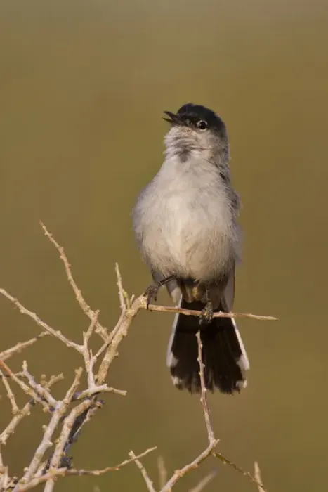 Framed Print : Black-tailed Gnatcatcher (Polioptila melanura) adult male singing on breeding territory, s Framed Print : Black-tailed Gnatcatcher (Polioptila melanura) adult male singing on breeding territory, s