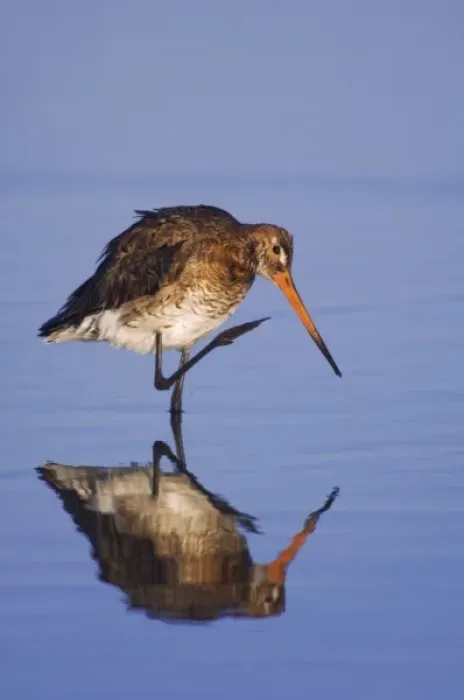 Framed Print : Black-tailed Godwit, Limosa limosa, adult in breeding plumage preening, National Park Lake Neusiedl Framed Print : Black-tailed Godwit, Limosa limosa, adult in breeding plumage preening, National Park Lake Neusiedl