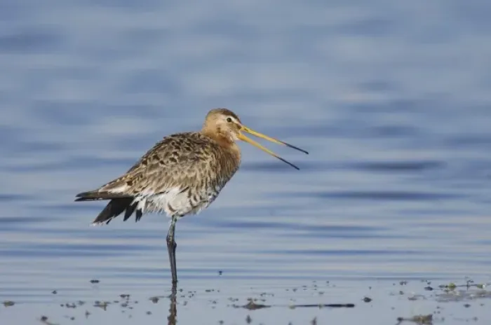 Framed Print : Black-tailed Godwit, Limosa limosa, adult in breeding plumage calling, National Park Lake Neusiedl