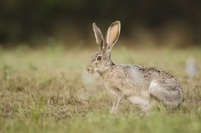 Framed Print : Black-tailed Jackrabbit