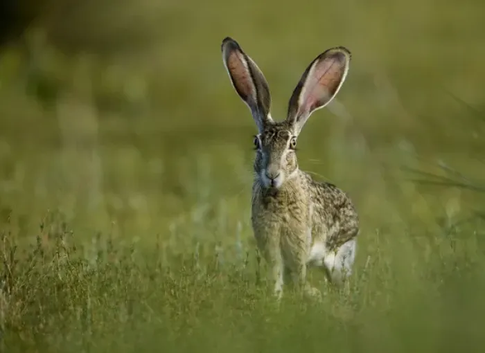Framed Print : Black-tailed Jackrabbit, Lepus californicus, wild, Welder flats, Texas Framed Print : Black-tailed Jackrabbit, Lepus californicus, wild, Welder flats, Texas