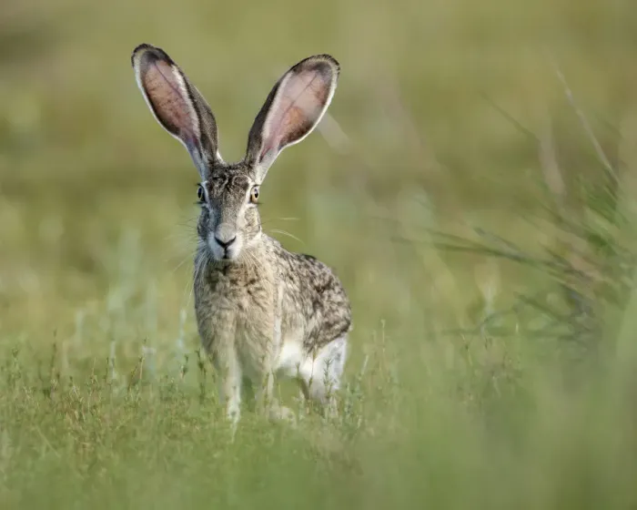 Framed Print : Black-tailed jackrabbit, Lepus californicus, Welder Flats, Texas Framed Print : Black-tailed jackrabbit, Lepus californicus, Welder Flats, Texas
