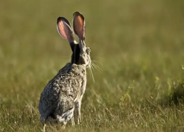 Framed Print : Black-tailed Jackrabbit, Lepus californicus, wild, Welder flats, Texas Framed Print : Black-tailed Jackrabbit, Lepus californicus, wild, Welder flats, Texas