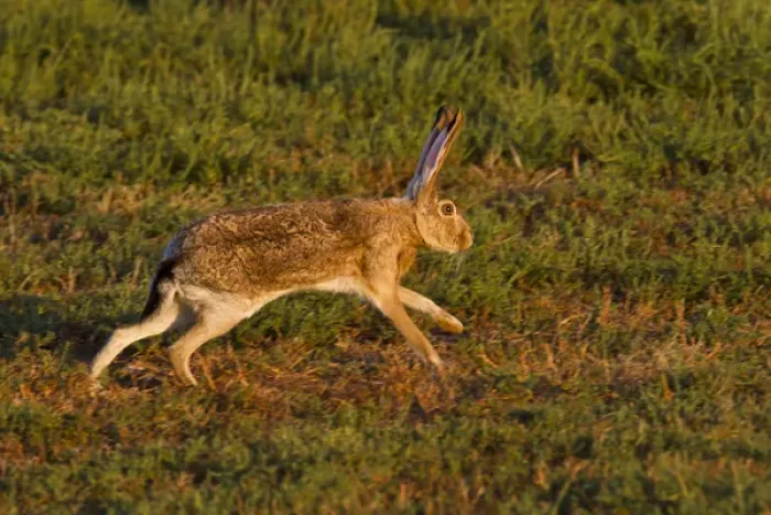 Framed Print : black-tailed jackrabbit (Lepus californicus) running, Lubbock, Texas, autumn Framed Print : black-tailed jackrabbit (Lepus californicus) running, Lubbock, Texas, autumn