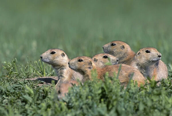 Black-tailed prairie dog (Cynomys ludovicianus) group on the lookout, Theodore Roosevelt