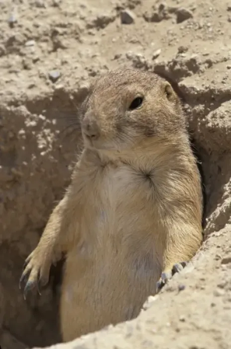 Framed Print : Black-tailed Prairie dog (Cynomys ludovicianus), Arizona-Sonora Desert Museum, Tucson Framed Print : Black-tailed Prairie dog (Cynomys ludovicianus), Arizona-Sonora Desert Museum, Tucson