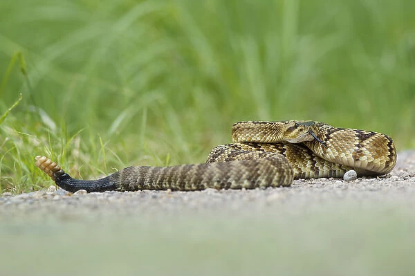 Black-tailed Rattlesnake (Crotalus molossus) coiling