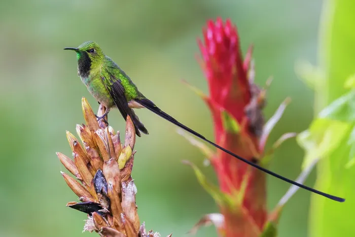 Framed Print : Black-tailed trainbearer pausing for a moment in the cloud forest of Ecuador Framed Print : Black-tailed trainbearer pausing for a moment in the cloud forest of Ecuador
