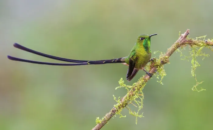 Framed Print : Black-tailed trainbearer resting on mossy limb, cloud forest, Ecuador Framed Print : Black-tailed trainbearer resting on mossy limb, cloud forest, Ecuador