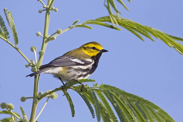Black-throated Green Warbler (Dendroica virens) male perched