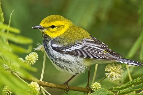 Black-throated Green Warbler (Dendroica virens) male, spring, south Texas coast