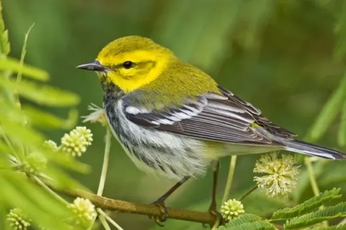 Framed Print : Black-throated Green Warbler (Dendroica virens) male, spring, south Texas coast