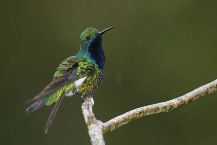 Framed Print : Black-throated Mango Hummingbird