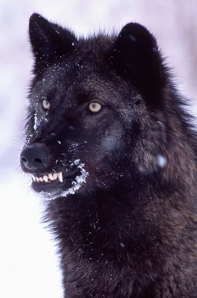 Black Timber Wolf Snarling, Canus lupus, Movie Animal, Utah