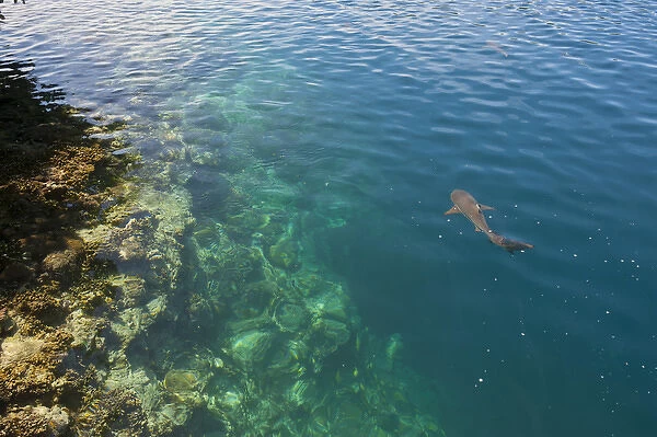 Black tipped sharks in hte crystal clear waters of the Marowo Lagoon, Salomon Islands