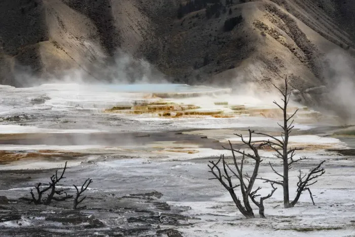 Framed Print : Black tree trunks and colorful hot spring terrace, Canary Spring, Mammoth Hot Springs, Yellowstone National Park, Wyoming Framed Print : Black tree trunks and colorful hot spring terrace, Canary Spring, Mammoth Hot Springs, Yellowstone National Park, Wyoming
