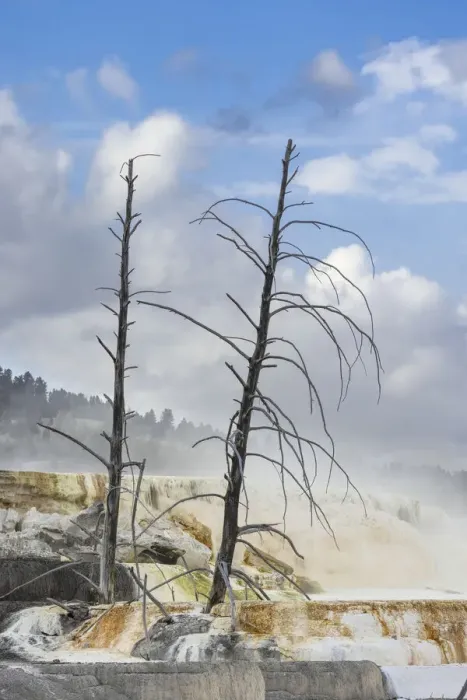 Framed Print : Black tree trunks and colorful terrace, Mammoth Hot Springs, Yellowstone National Park, Wyoming